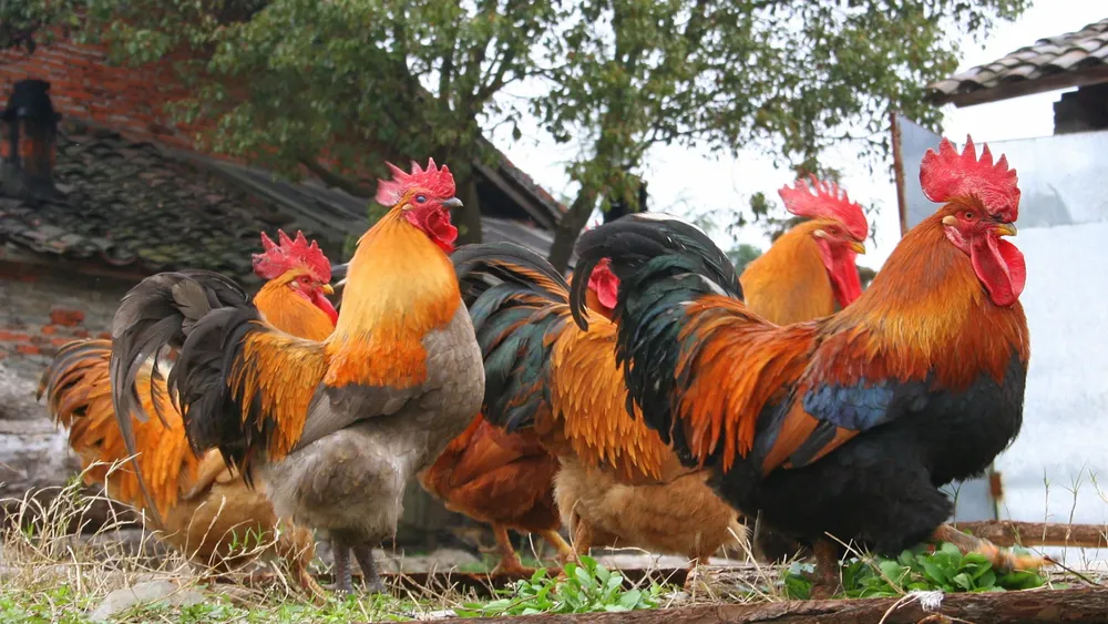 La-importancia-de-los-gallos-en-la-cria-de-pollos-buenas-practicas-para-la-salud-y-la-productividad-de-los-gallos