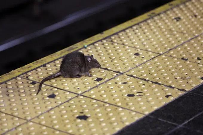 multan-a-alcalde-ny-por-las-ratas