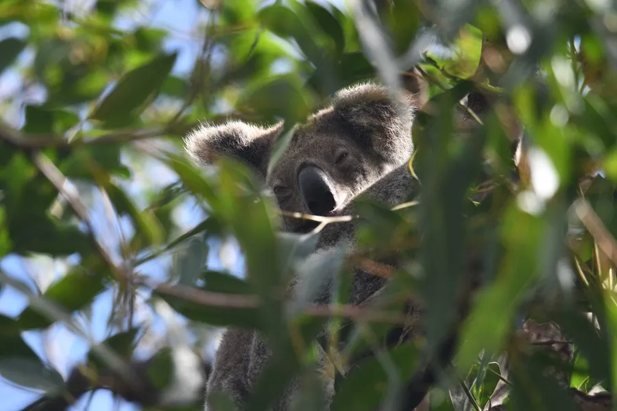 koalas