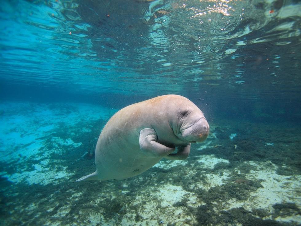 Manati_CrystalRiver_Thierry Eidenweil_shutterstock_2107264499_1000x750_2023