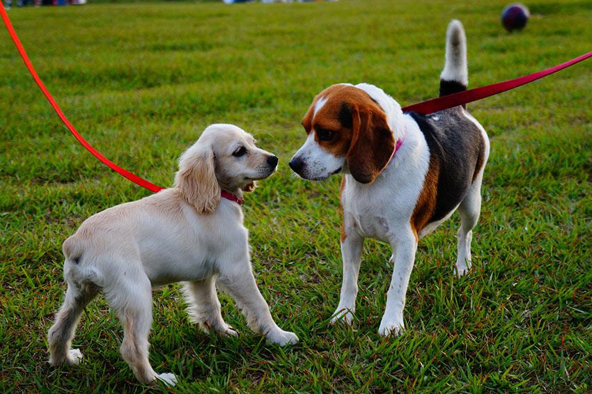 perritos