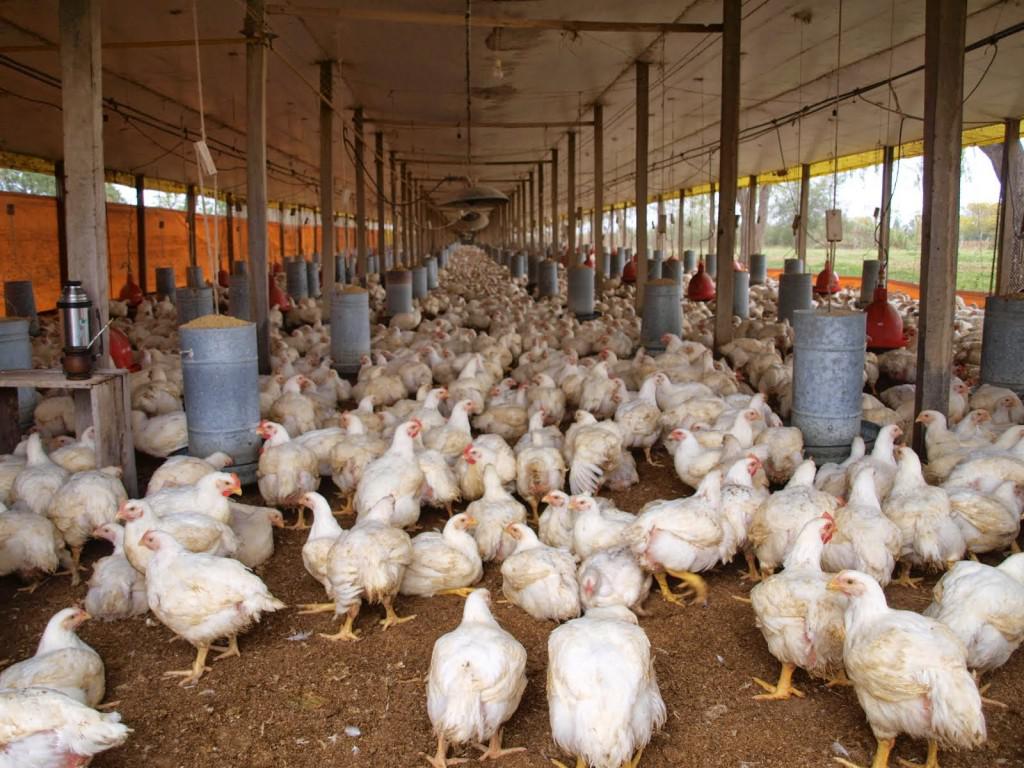 Pollo-vivo-en-Granja_CDN-1024x768