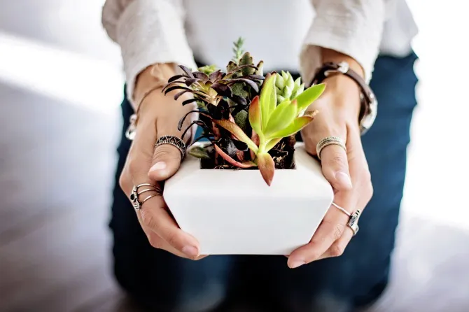 2524_succulents-2347550_1280