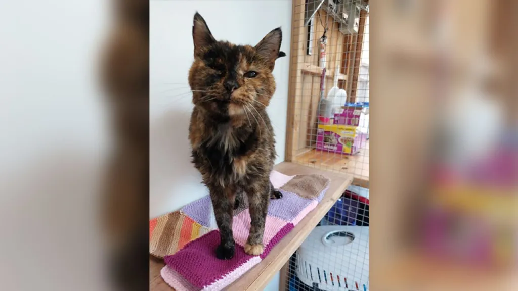 221124042441-01-flossie-the-cat