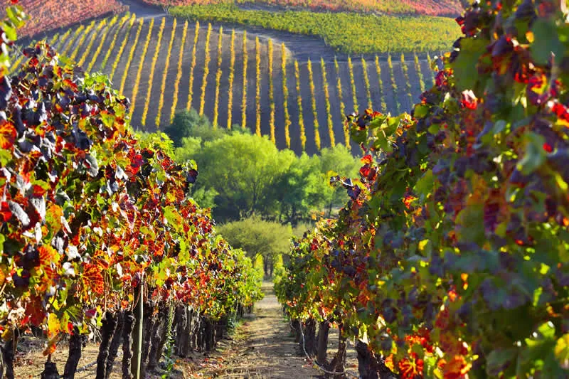 valle_colchagua_800x533