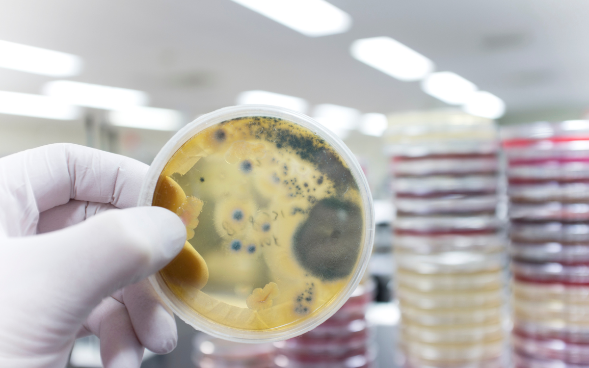 Descubren-un-hongo-capaz-de-descomponer-plastico-en-140-dias