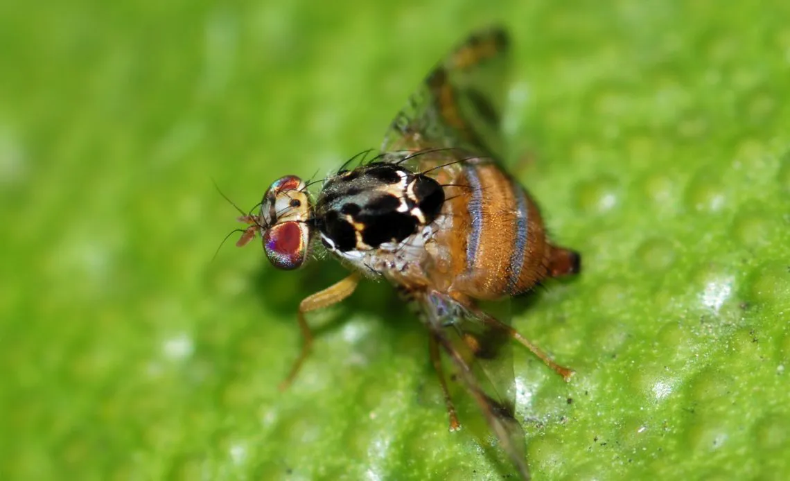 Mosca-del-mediterraneo-1140x694