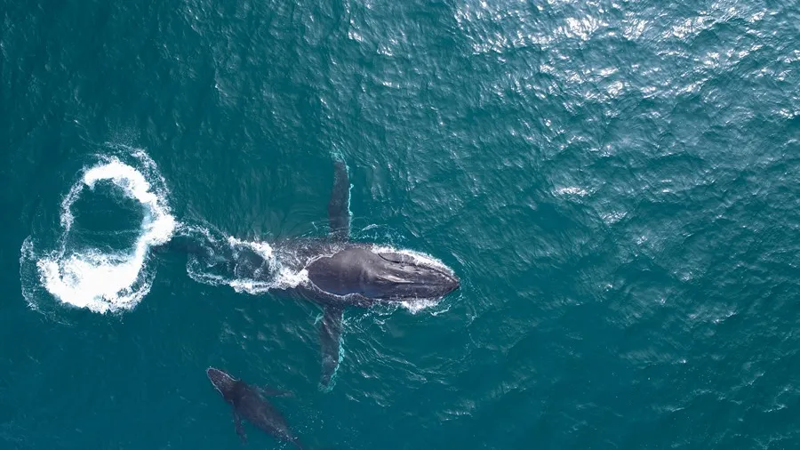 ballenas-covid