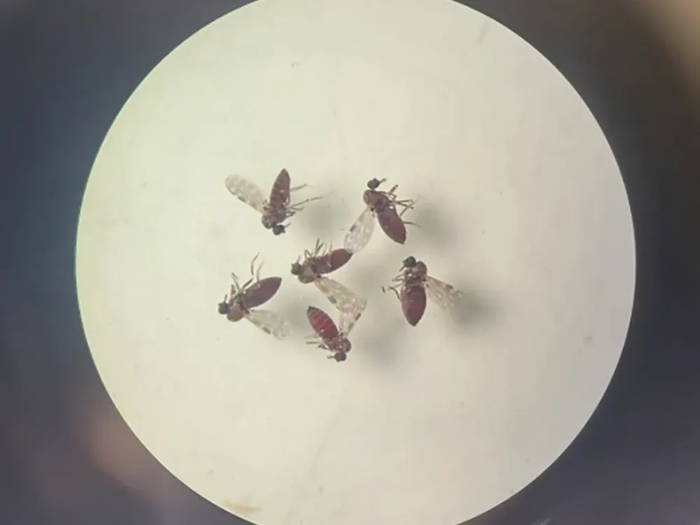 240718-mosquito-culicoides-paraensis1-800x600