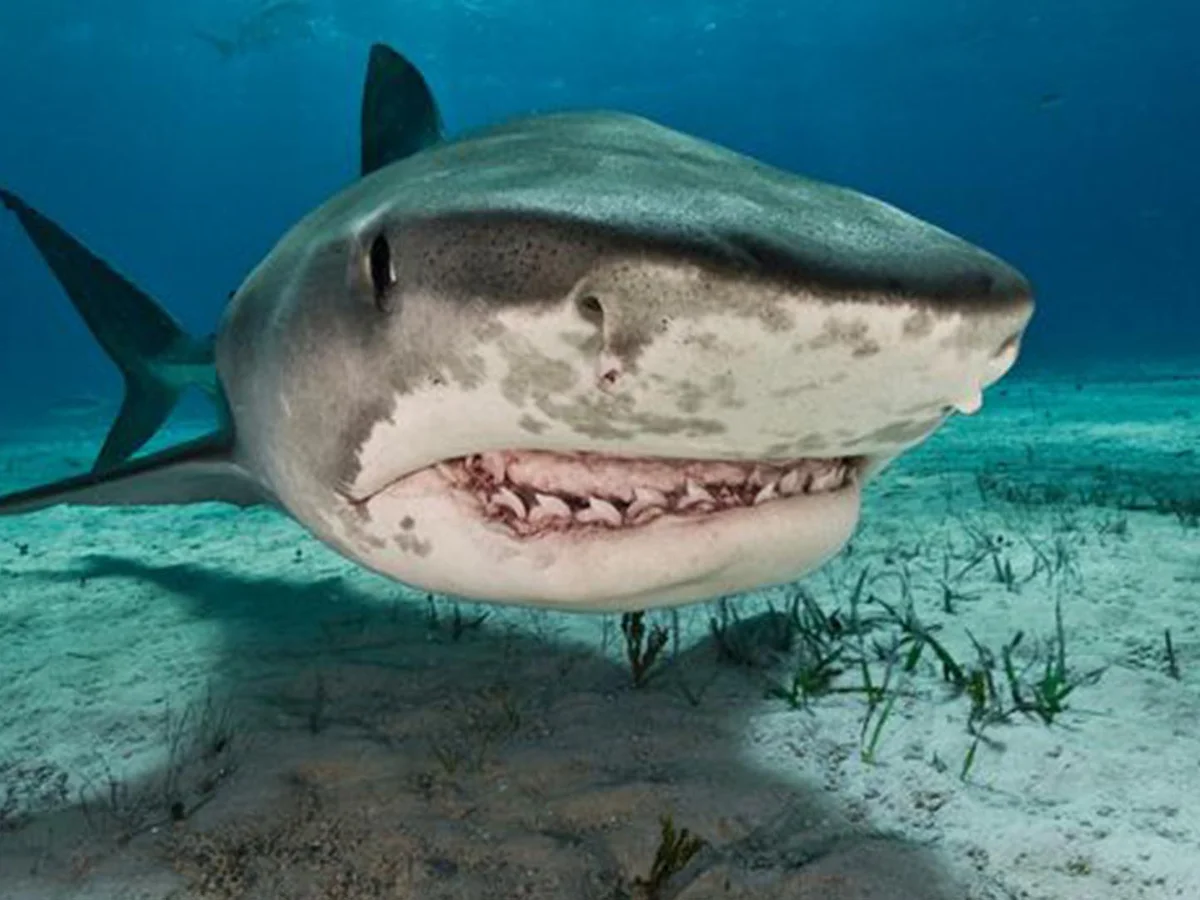 Tiger-shark