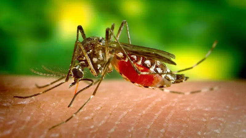 mosquito-world-day800