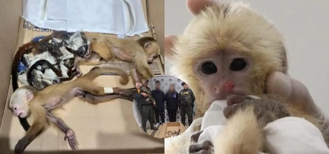 Cria-de-monos-1140x535