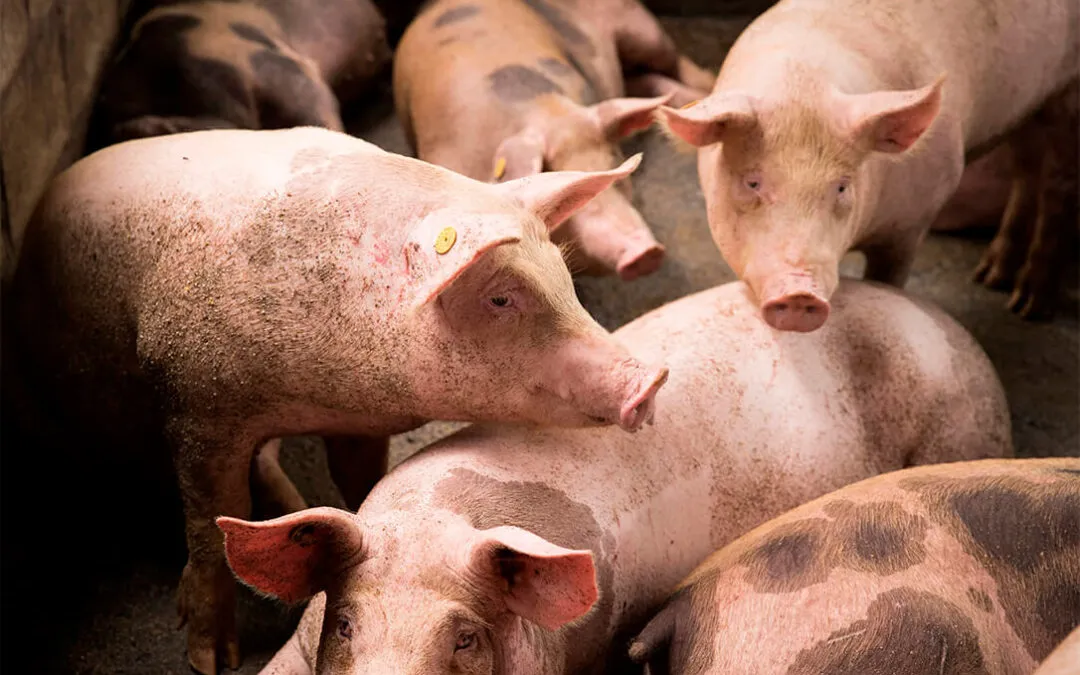 PESTE-PORCINA-NO-HABRA-VACIADO-SANITARIO-1080x675