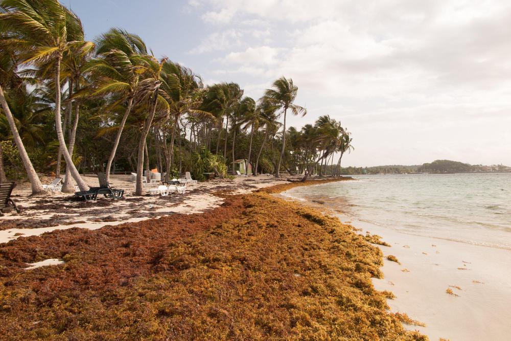 sargasso-seaweed-in-the-caribbean-beach-cleaning