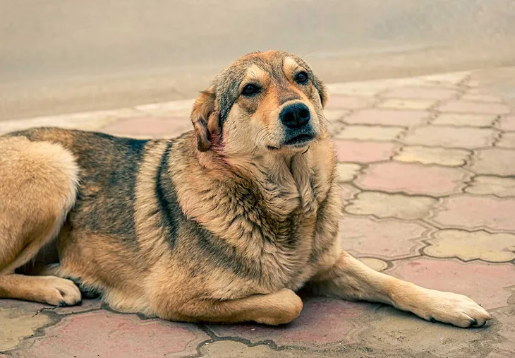 la-importancia-darle-un-hogar-los-perros