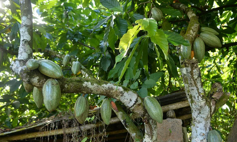 Ruta-del-Cacao-jpg