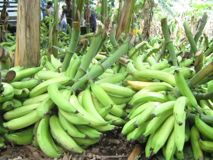 cultivo-de-platano-1