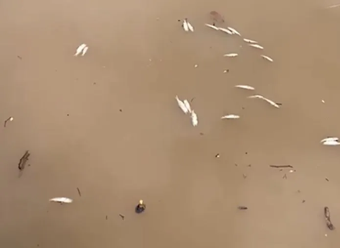MUERTES-DE-PECES