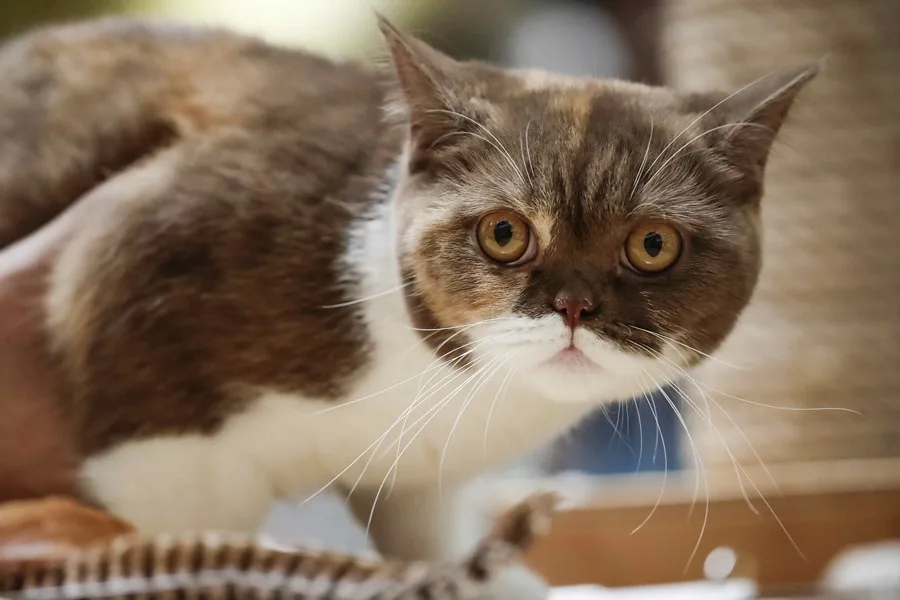 gato