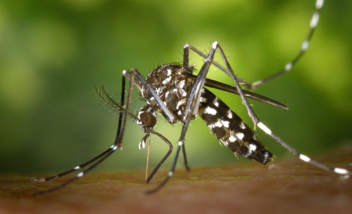 Dengue-1-1140x694