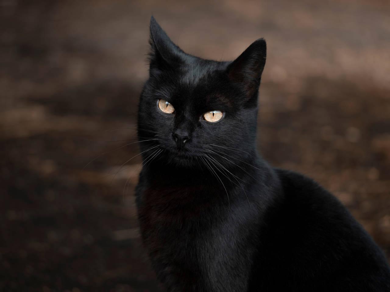gato-negro_fdd1e789_231029232435_1280x960