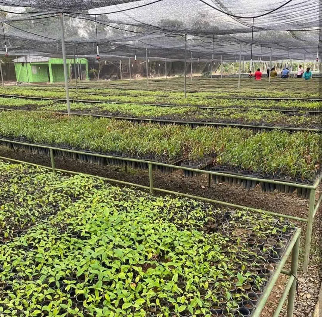 whatsapp-image-2025-04-25-at-62955-pm-dd4179f1