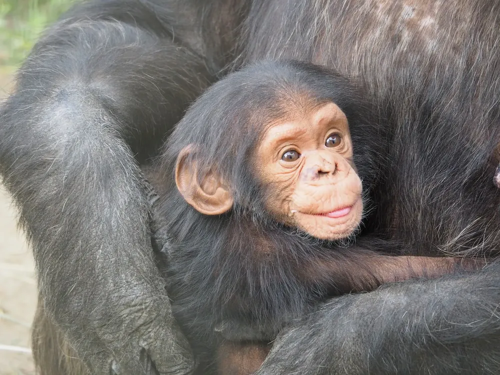 chimpanzee-830535-1920