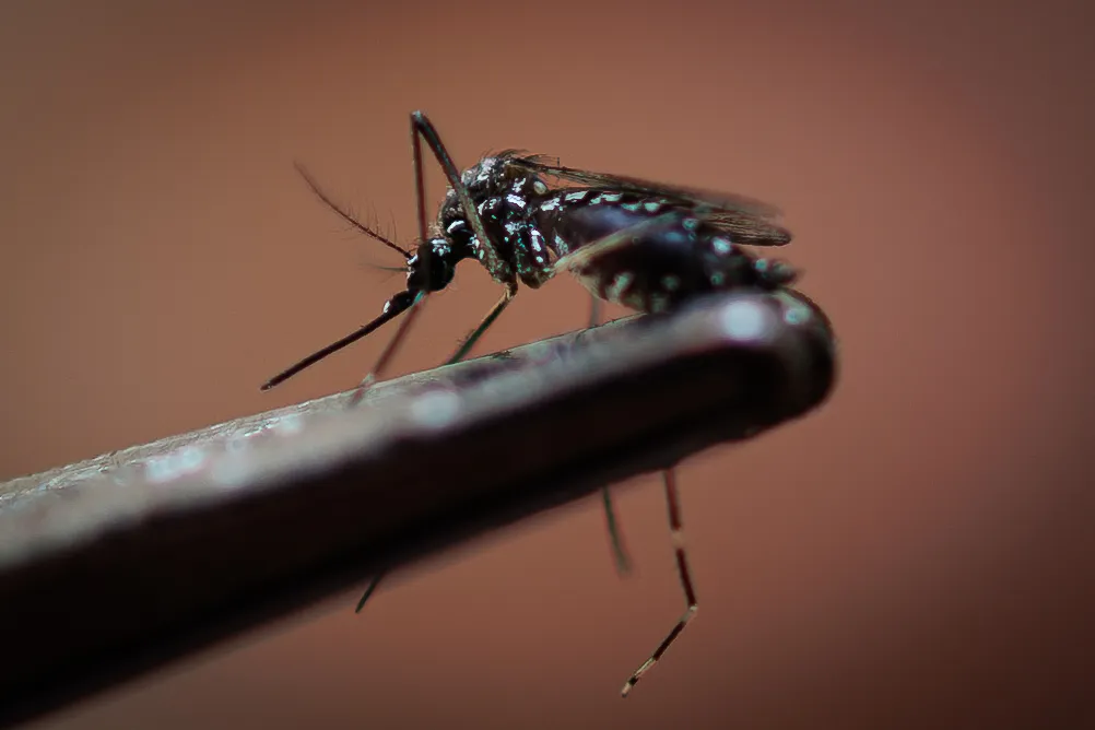 AME5976-BRASIL-DENGUE