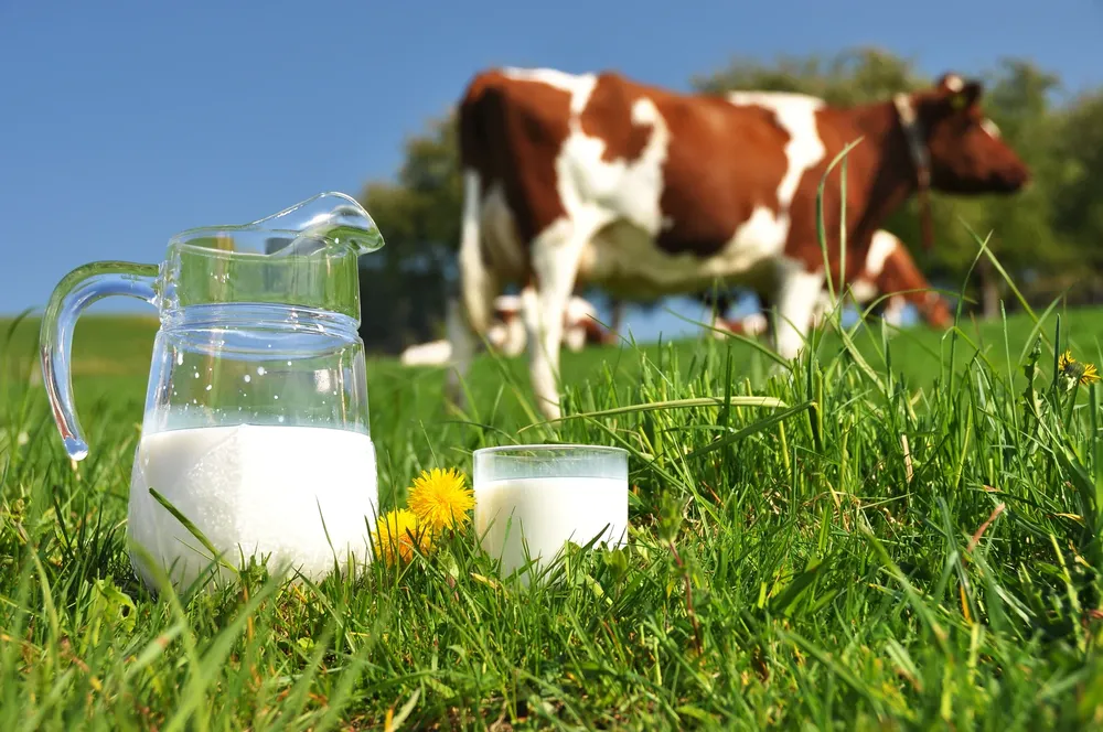 leche-de-vaca-1