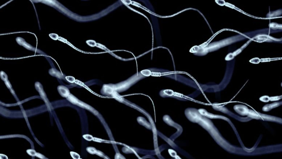 semen-e1724839991473