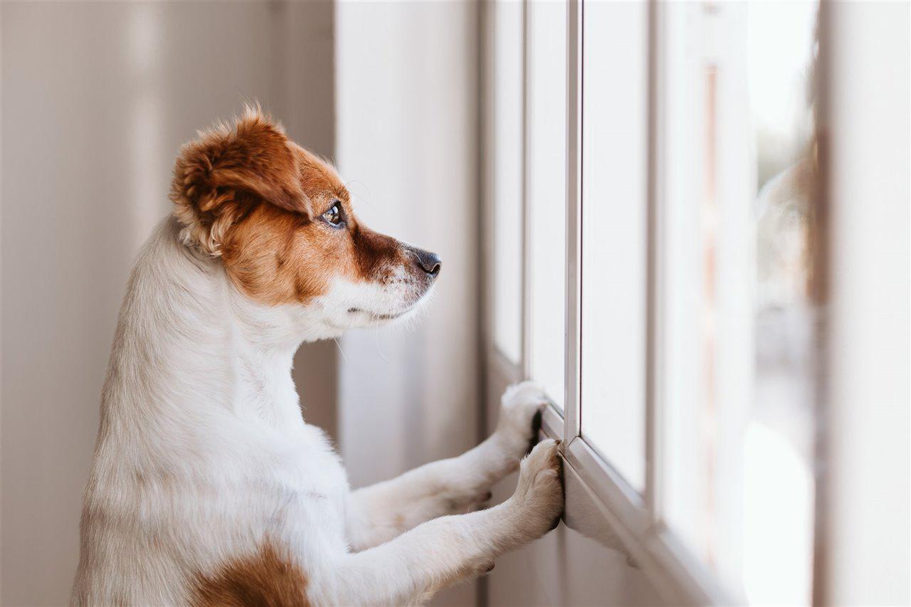 los-perros-son-capaces-de-anticipar-cuando-estamos-a-punto-de-volver-a-casa_4f6f27aa_1280x853