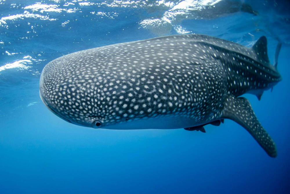 image_6692182_20240830_ob_17c662_rhincodon-typus-1001