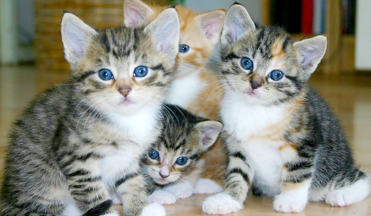 gatos