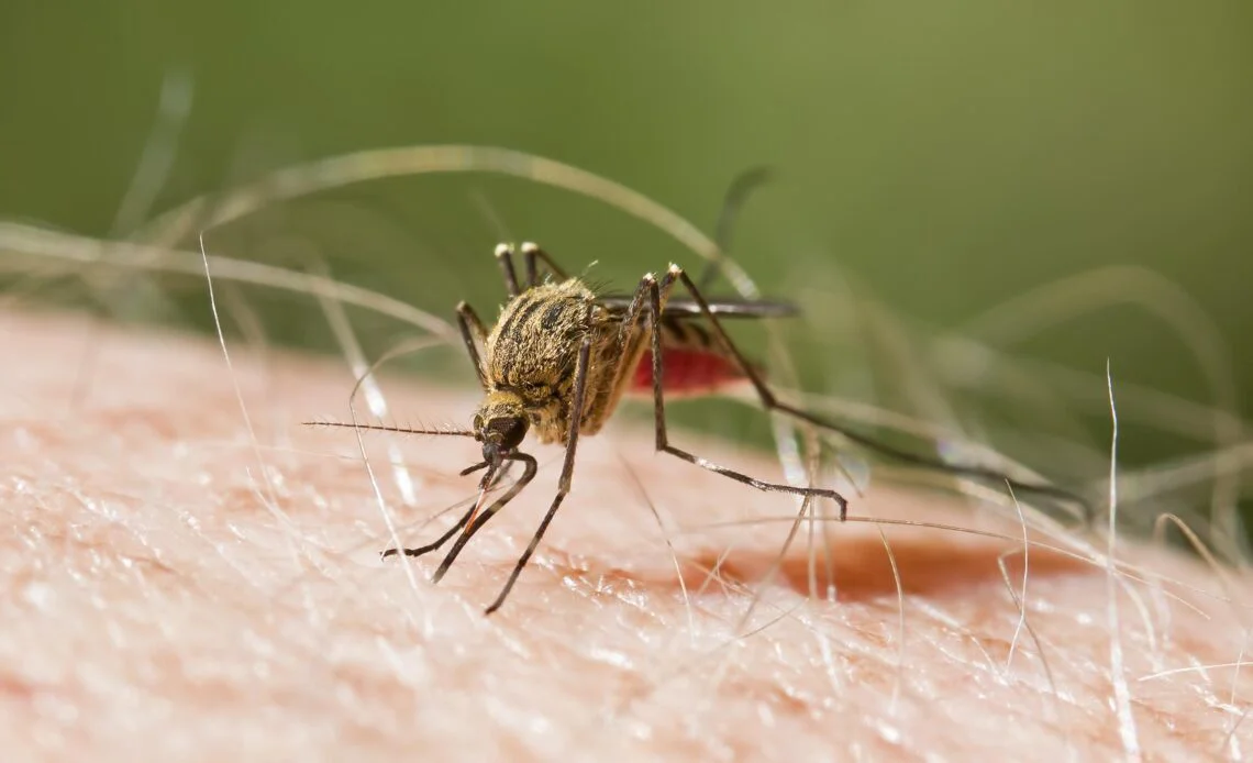 Malaria_share-1140x694