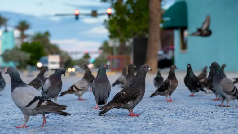 Palomas-768x432