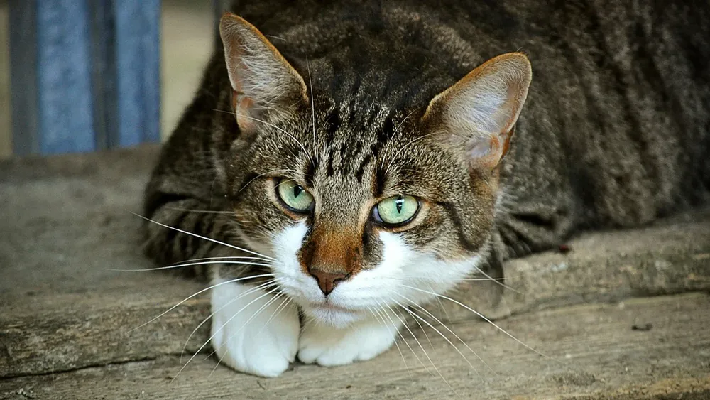 imagen-archivo-gato_97