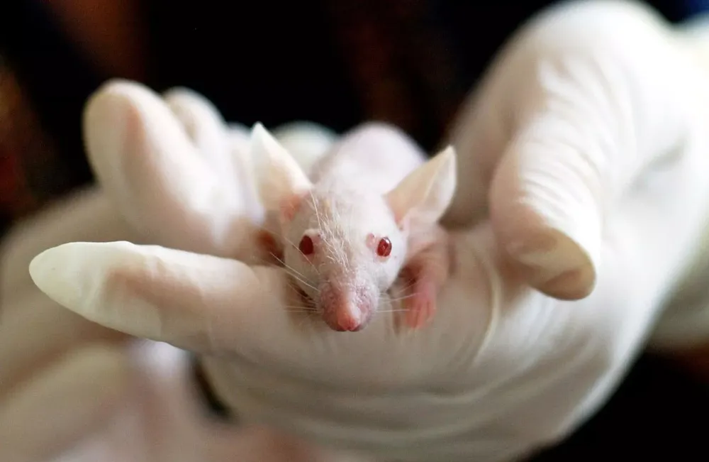 descubren-una-vacuna-que-logra-suprimir-el-cancer-en-ratones-y-frena-la-metastasis