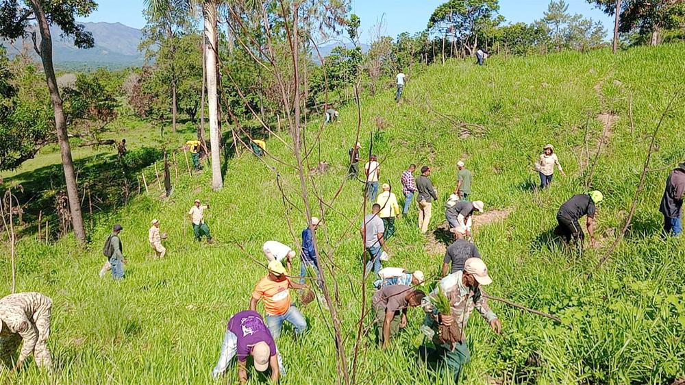 1. Plan Nacional de Reforestación ha plantado más de 600 mil árboles en Dajabón y Restauración