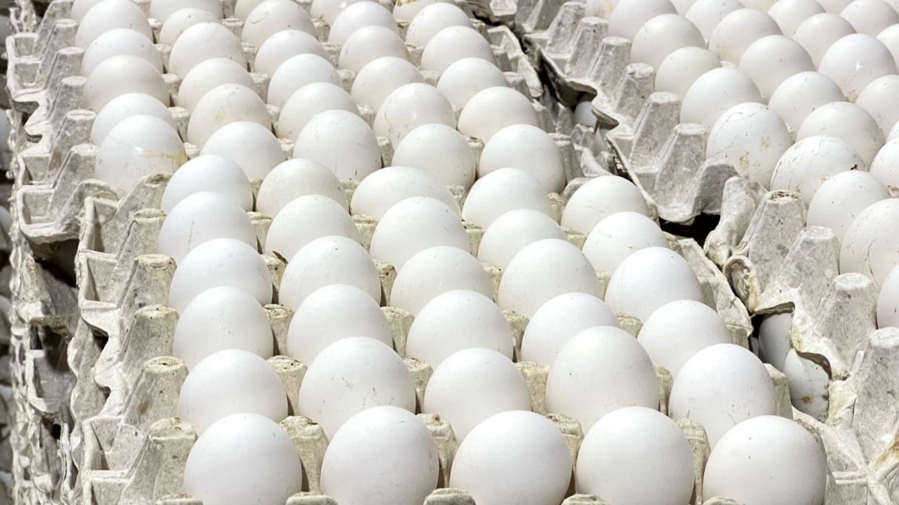 Huevos