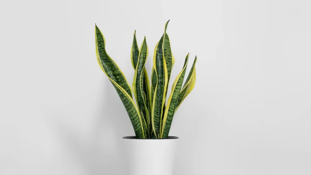 dónde-poner-la-lengua-de-suegra