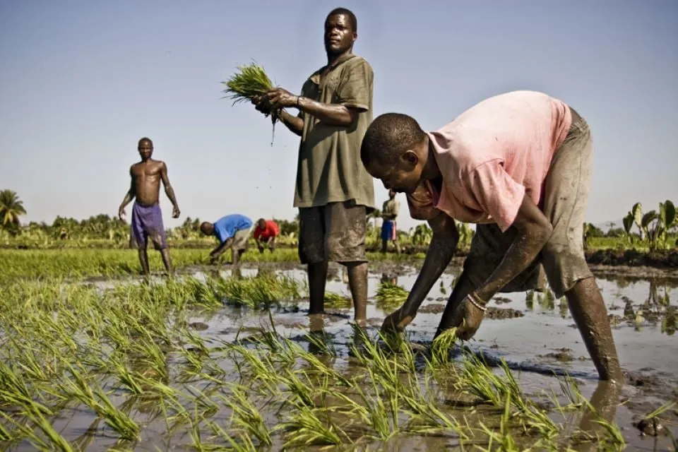agrohaiti