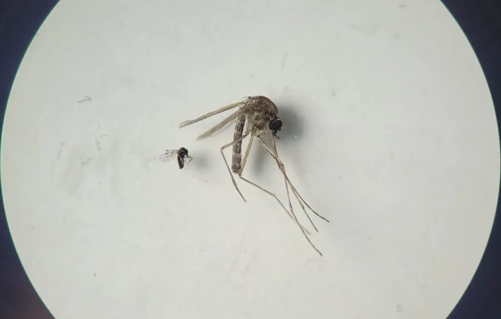 240724-mosquitos-oropuche-1100x700