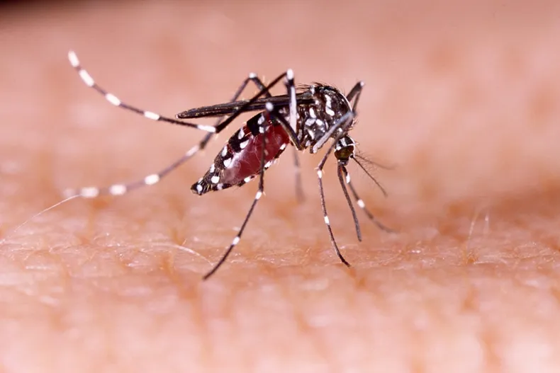 dengue