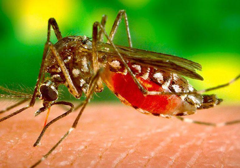 la-picadura-de-mosquito-es-una-de-las-principales-fuentes-de-transmision-de-la-enfermedad-770x540