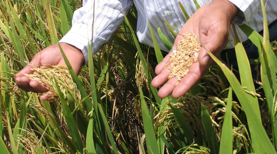 Arroz-siembra-cosecha-RD
