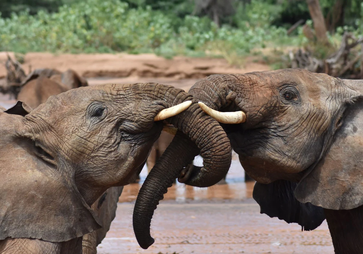 Twojuvenileelephants-Rp7ZvTnFVf91LbD97MkgnrJ-1200x840@diario_abc