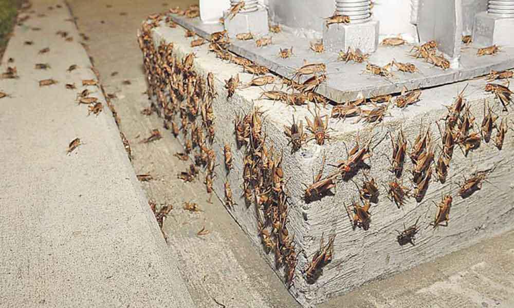 invade-plaga-grillos-mcasa-mexicali-veraz-informa