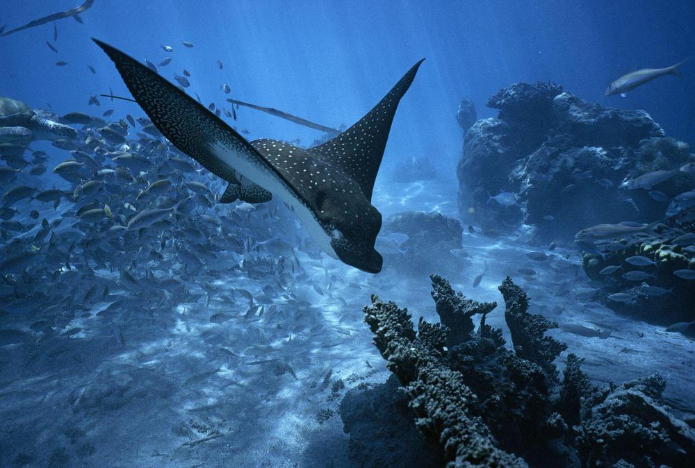 nationalgeographic267188-min