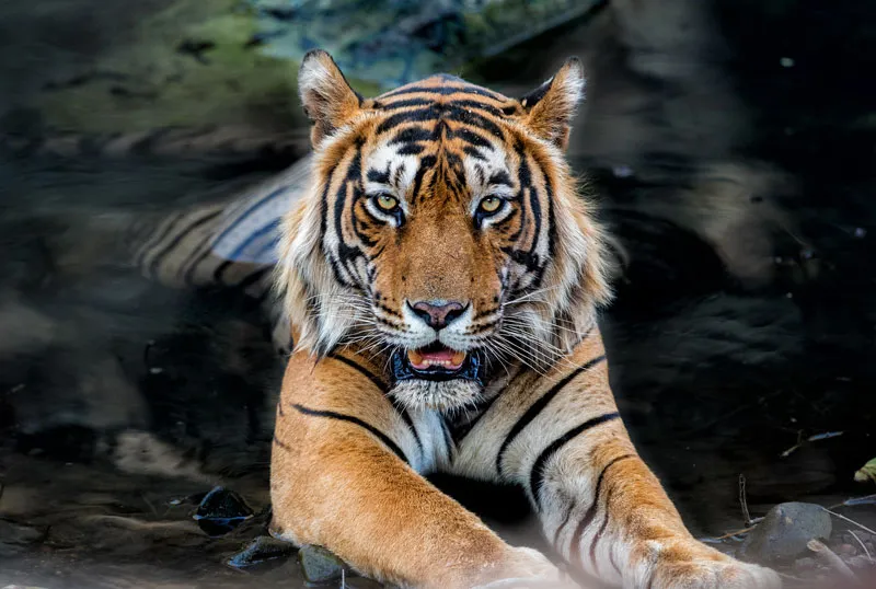 tigre-3