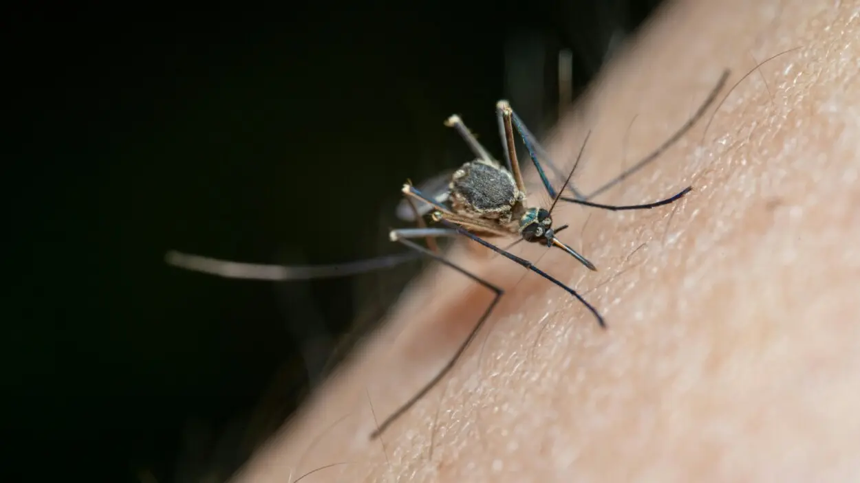 que-es-virus-oropouche